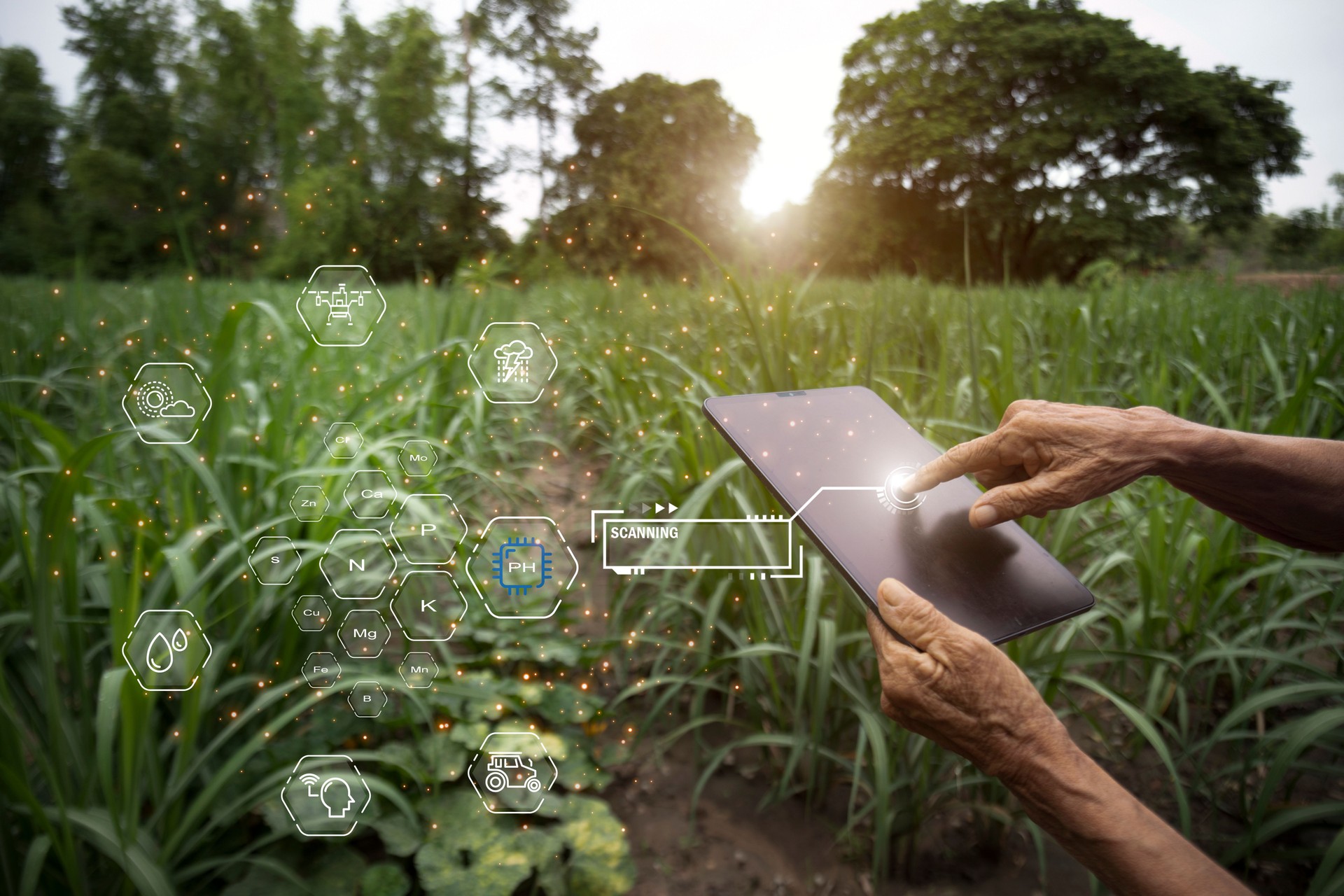 IOT smart farmer concept, Using IOT technology to control production smartphone with graphic concepts modern agricultural technology, digital farm, smart farming innovation